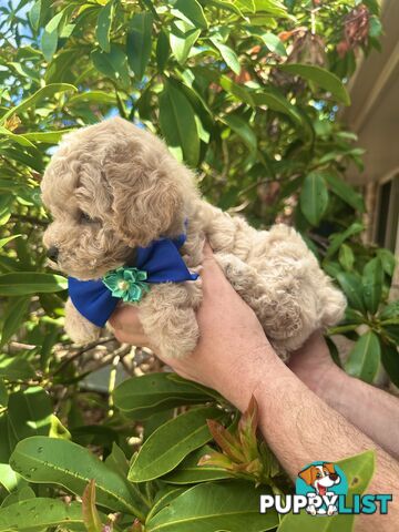 Bichoodle/Poochon Pups QLD❤️Gorgeous Teddy Bears