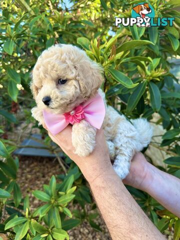 Bichoodle/Poochon Pups QLD❤️Gorgeous Teddy Bears