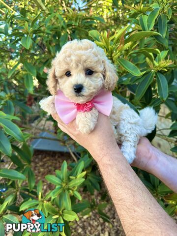 Bichoodle/Poochon Pups QLD❤️Gorgeous Teddy Bears