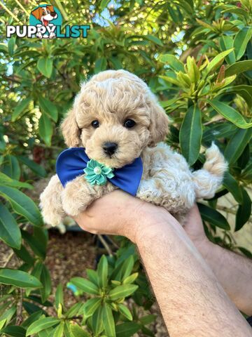 Bichoodle/Poochon Pups QLD❤️Gorgeous Teddy Bears