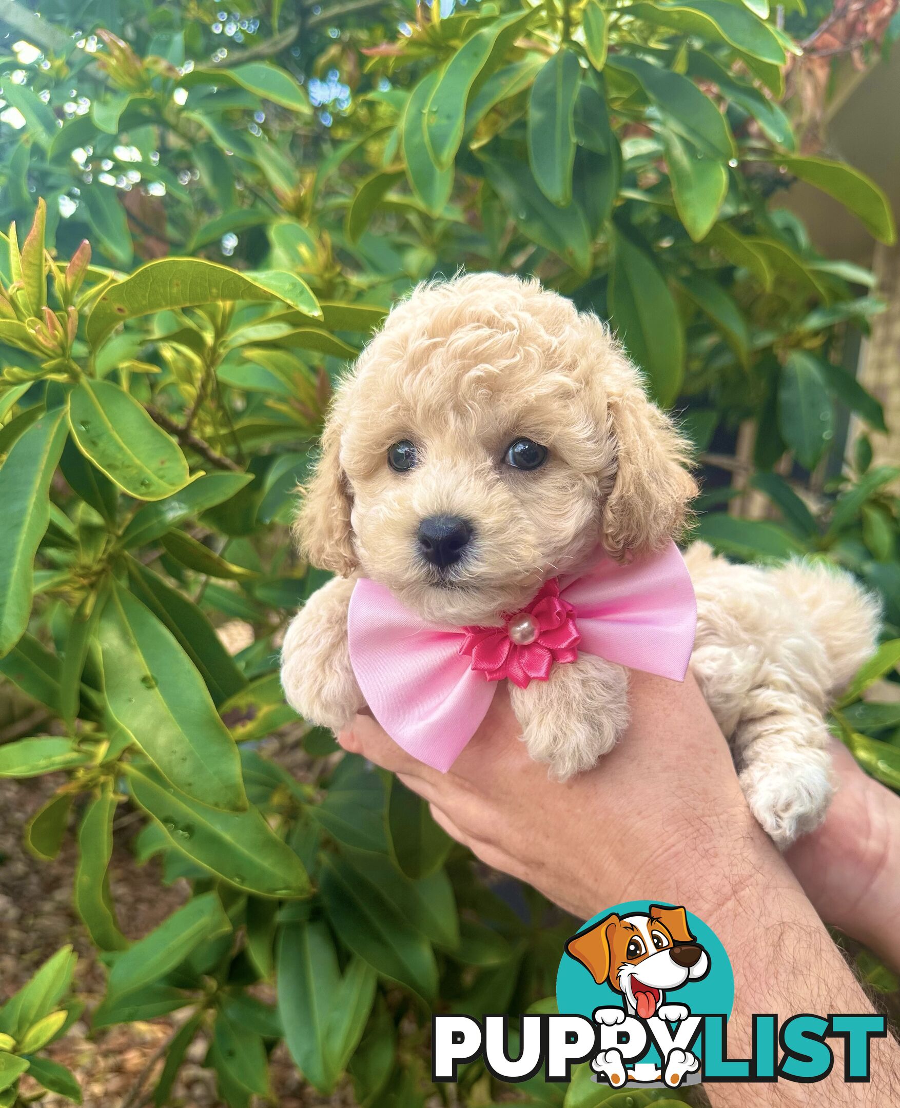 Bichoodle/Poochon Pups QLD❤️Gorgeous Teddy Bears