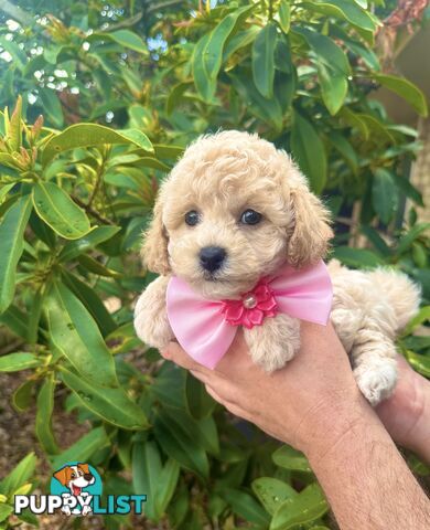 Bichoodle/Poochon Pups QLD❤️Gorgeous Teddy Bears