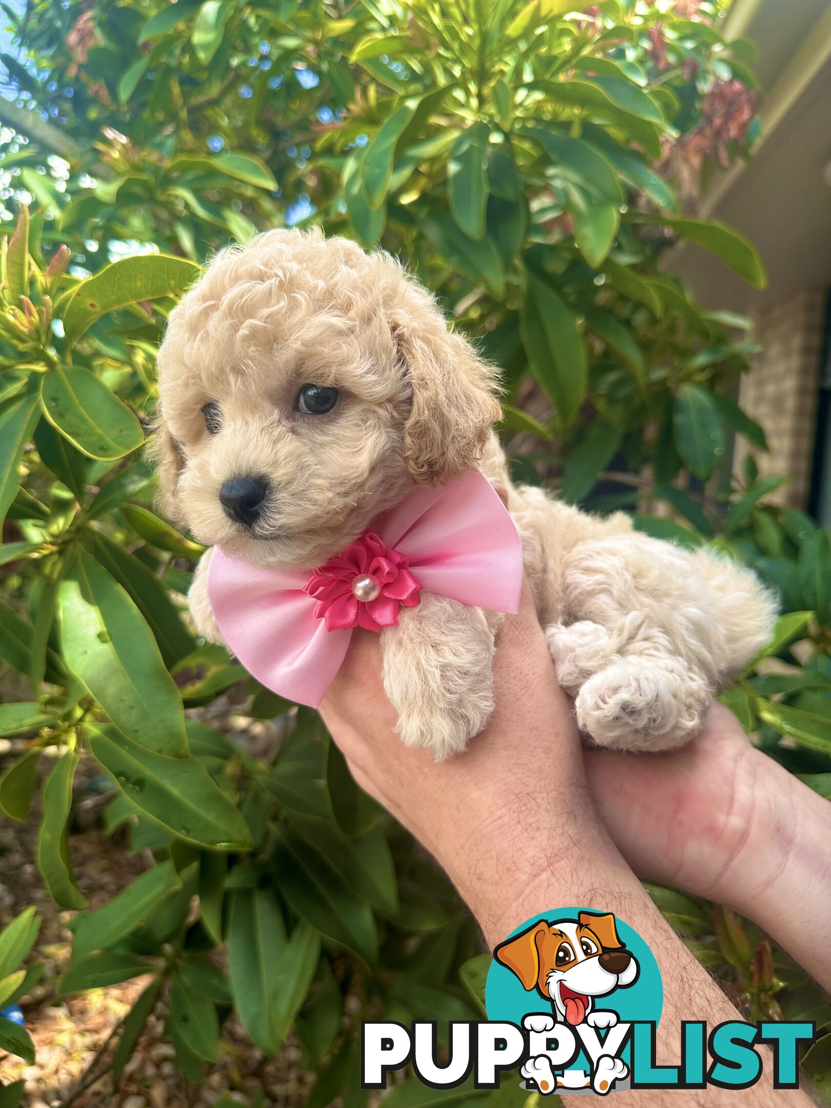 Bichoodle/Poochon Pups QLD❤️Gorgeous Teddy Bears