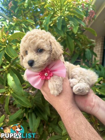 Bichoodle/Poochon Pups QLD❤️Gorgeous Teddy Bears