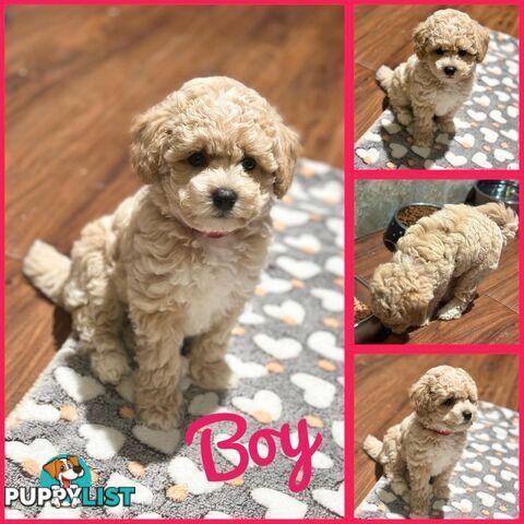 Bichoodle/Poochon Pups QLD❤️Gorgeous Teddy Bears