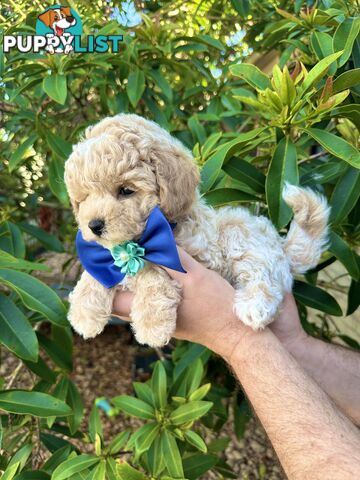 Bichoodle/Poochon Pups QLD❤️Gorgeous Teddy Bears