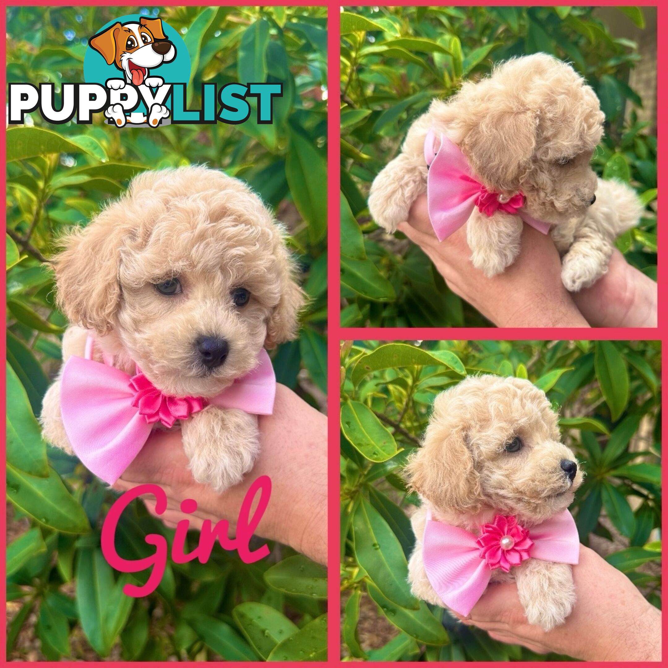 Bichoodle/Poochon Pups QLD❤️Gorgeous Teddy Bears