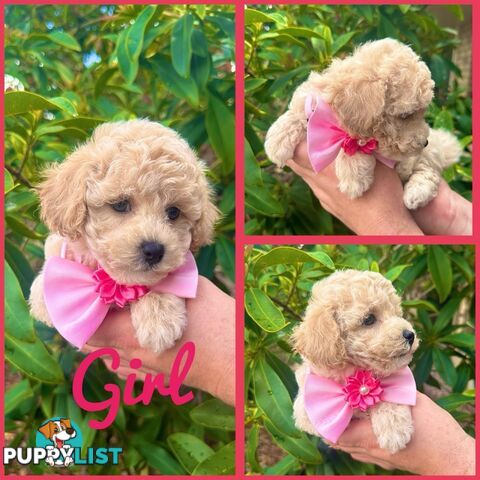 Bichoodle/Poochon Pups QLD❤️Gorgeous Teddy Bears