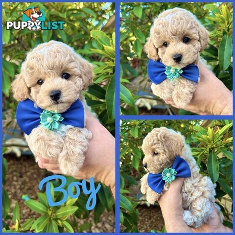 Bichoodle/Poochon Pups QLD❤️Gorgeous Teddy Bears