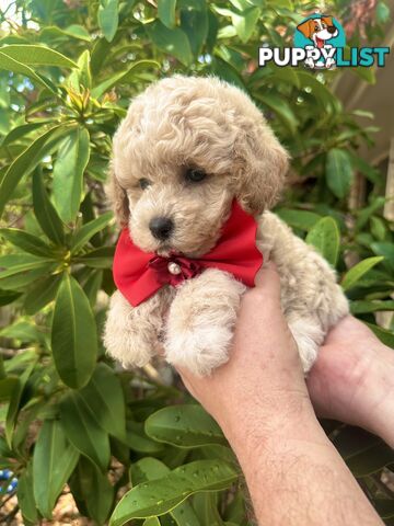 Bichoodle/Poochon Pups QLD❤️Gorgeous Teddy Bears