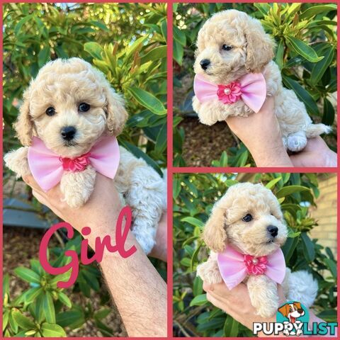 Bichoodle/Poochon Pups QLD❤️Gorgeous Teddy Bears