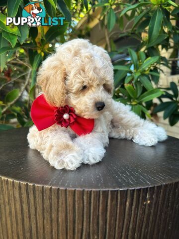 Bichoodle/Poochon Pups QLD❤️Gorgeous Teddy Bears