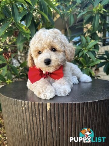 Bichoodle/Poochon Pups QLD❤️Gorgeous Teddy Bears