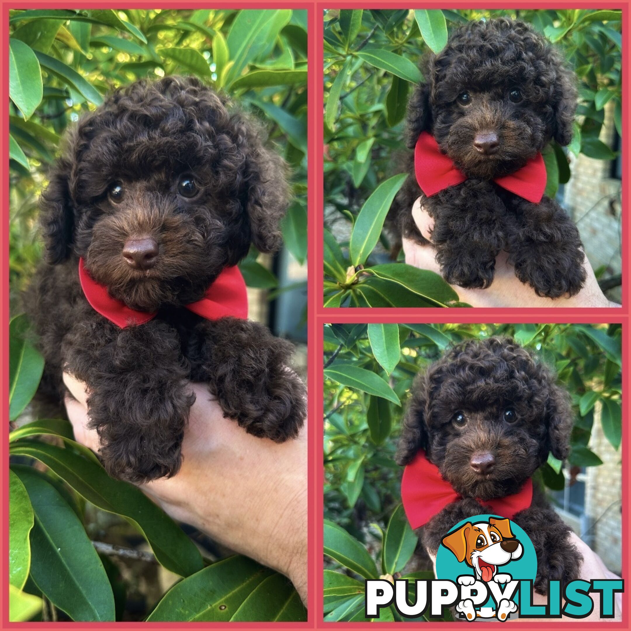 Poodle Pups-Chocolate Teddy Bears-DNA Clear