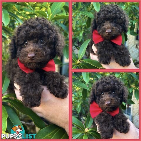 Poodle Pups-Chocolate Teddy Bears-DNA Clear