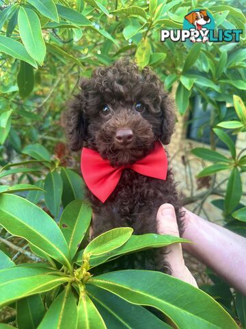 Poodle Pup-Chocolate Teddy Bear-DNA Clear QLD