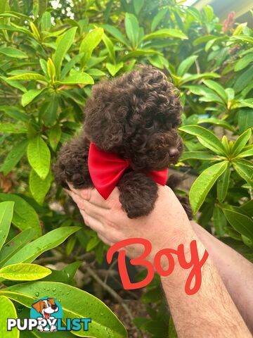 Poodle Pup-Chocolate Teddy Bear-DNA Clear