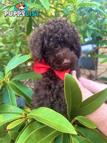 Poodle Pup-Chocolate Teddy Bear-DNA Clear QLD