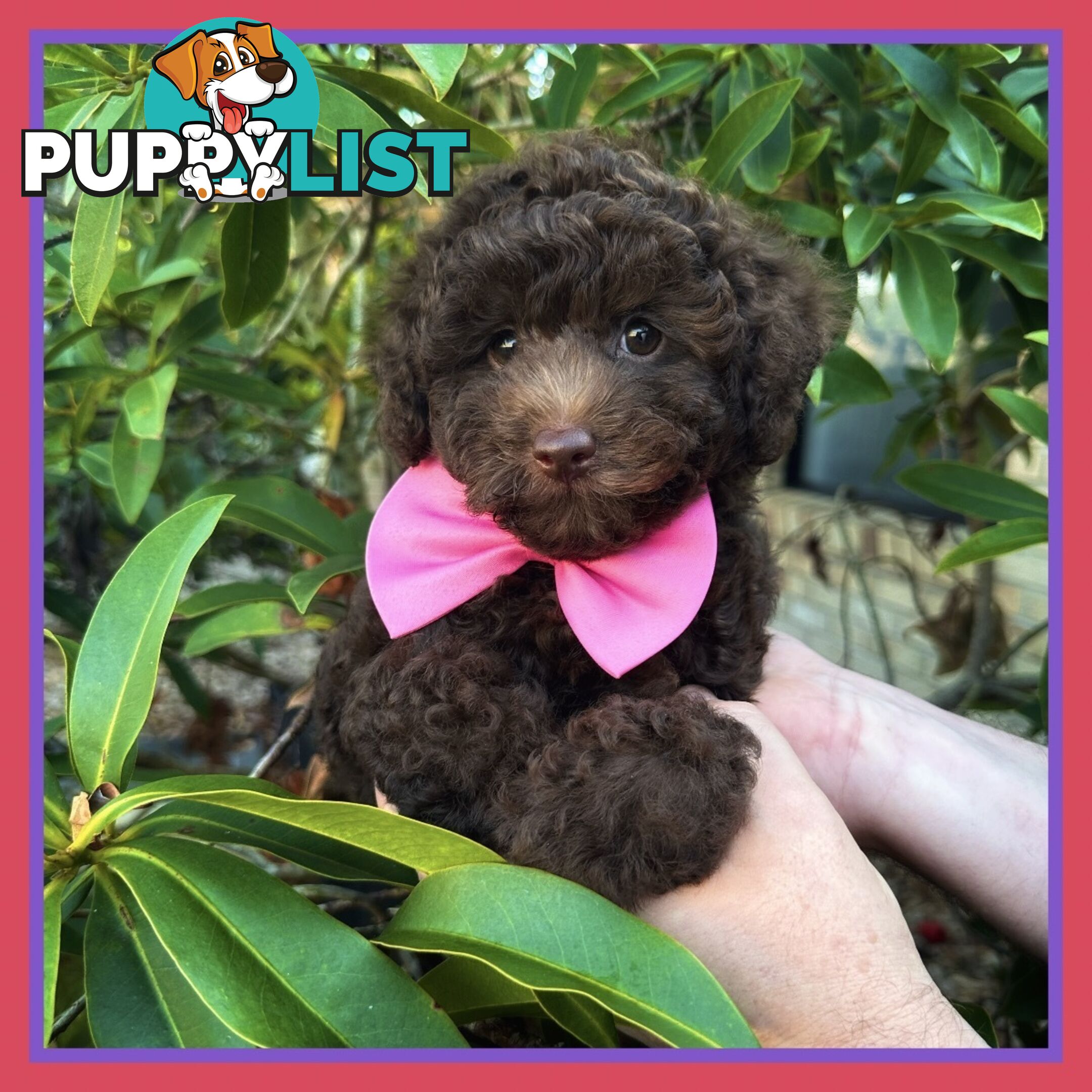 Poodle Pups-Chocolate Teddy Bears-DNA Clear