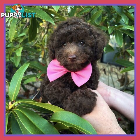 Poodle Pups-Chocolate Teddy Bears-DNA Clear