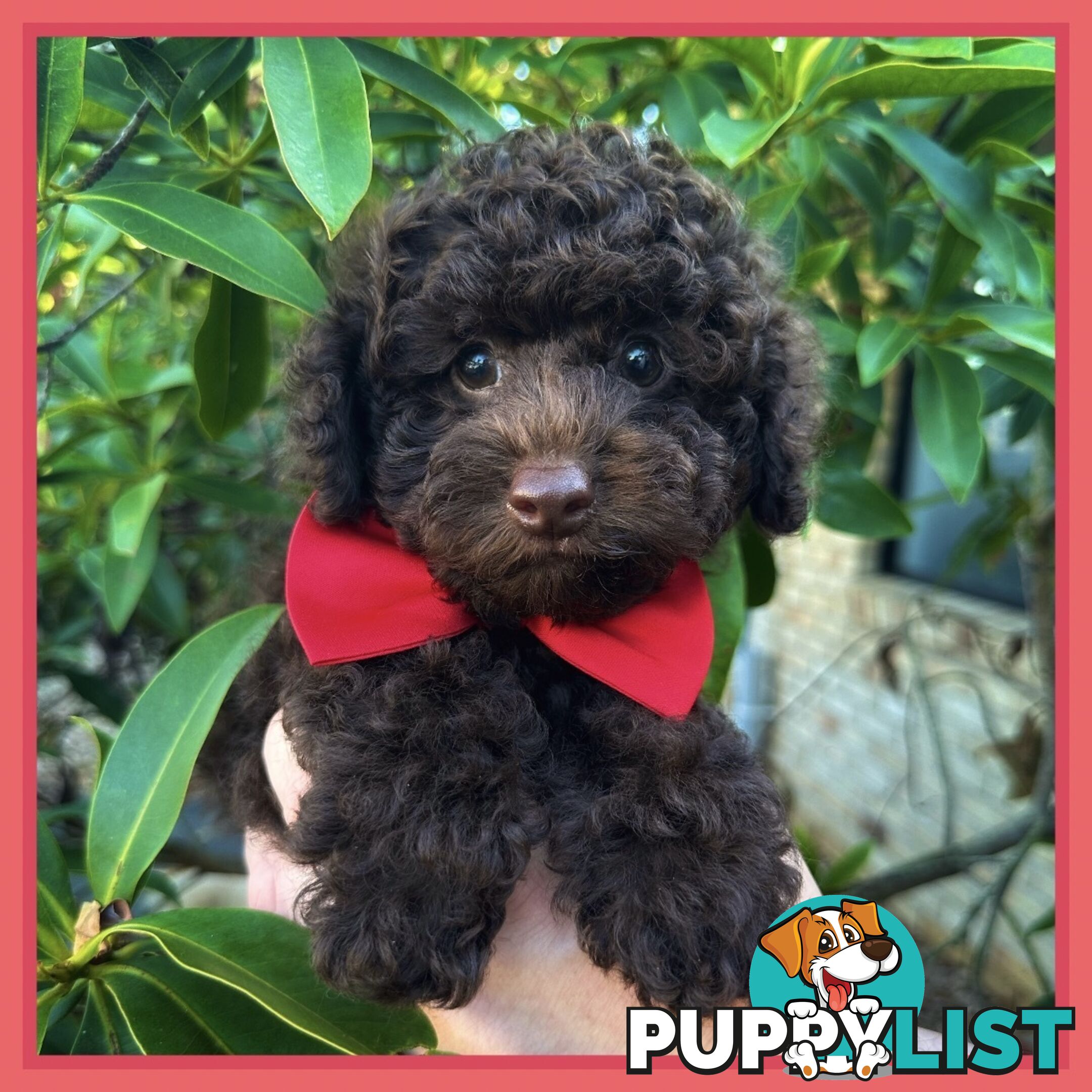 Poodle Pups-Chocolate Teddy Bears-DNA Clear