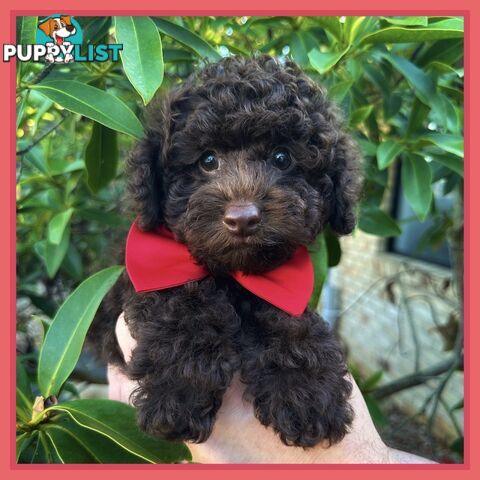 Poodle Pups-Chocolate Teddy Bears-DNA Clear