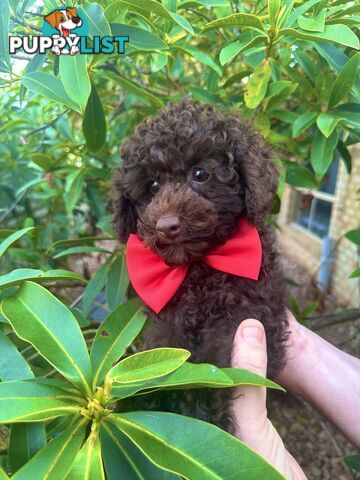 Poodle Pup-Chocolate Teddy Bear-DNA Clear QLD