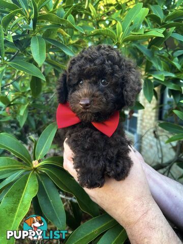 Poodle Pup-Chocolate Teddy Bear-DNA Clear