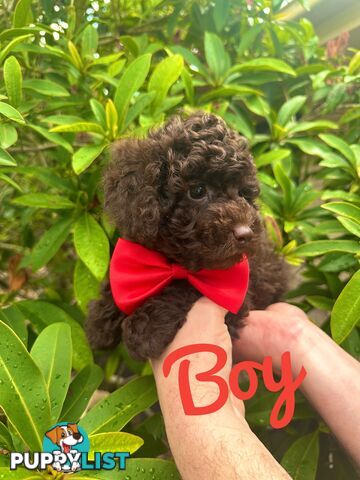 Poodle Pup-Chocolate Teddy Bear-DNA Clear