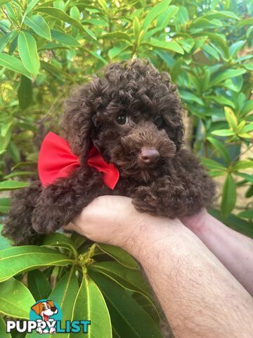 Poodle Pup-Chocolate Teddy Bear-DNA Clear QLD