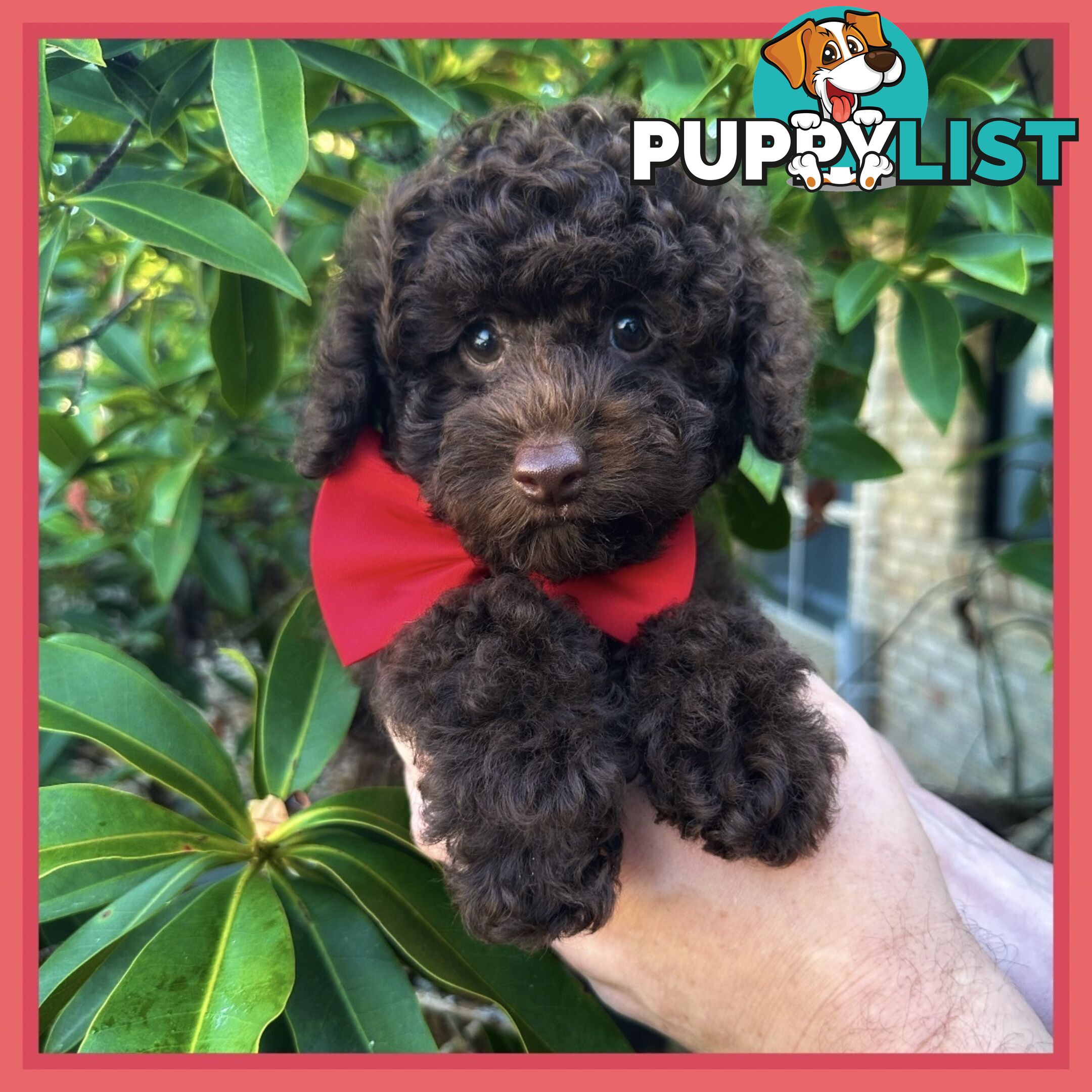 Poodle Pups-Chocolate Teddy Bears-DNA Clear