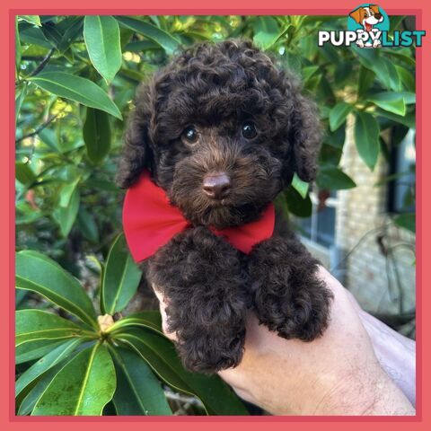 Poodle Pups-Chocolate Teddy Bears-DNA Clear