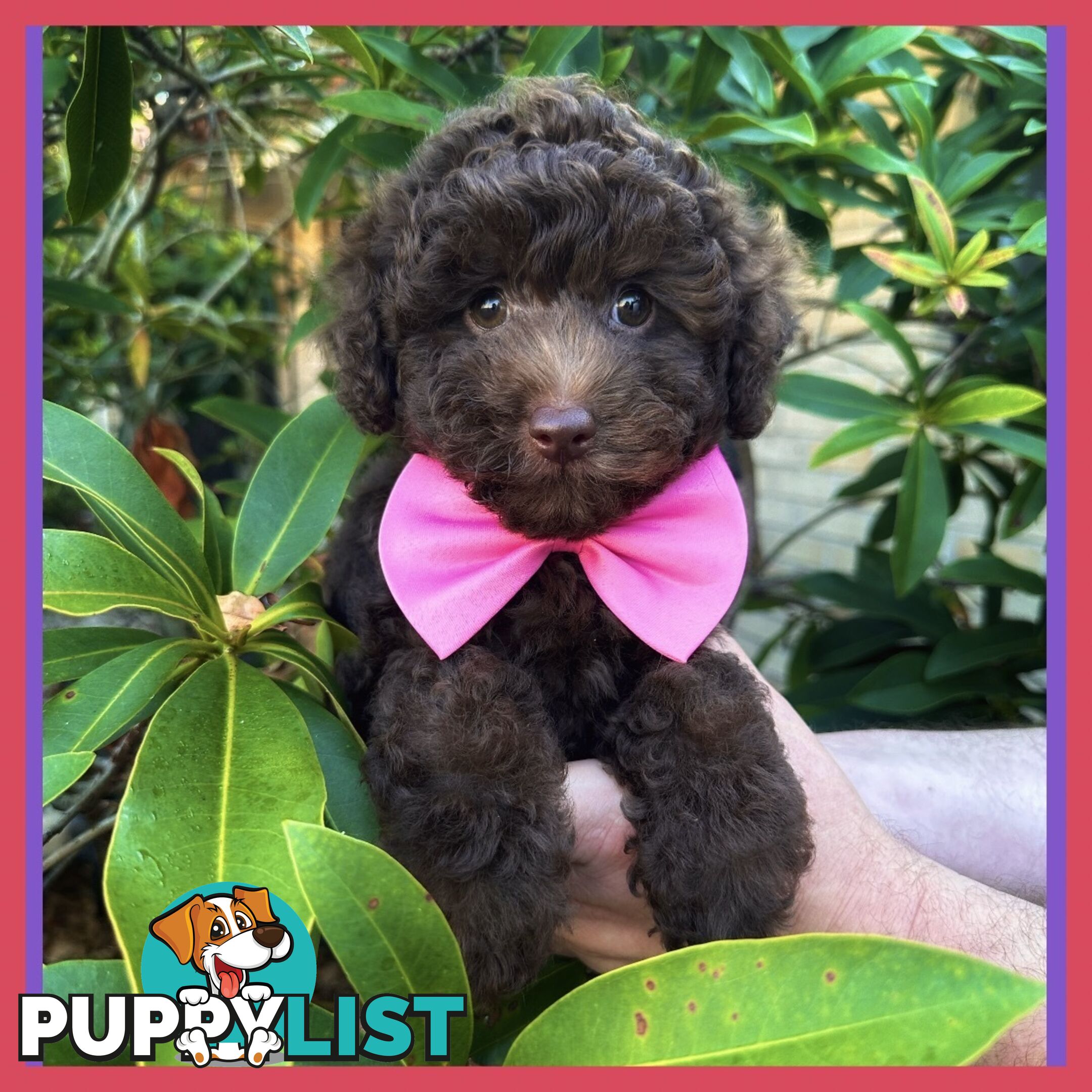 Poodle Pups-Chocolate Teddy Bears-DNA Clear