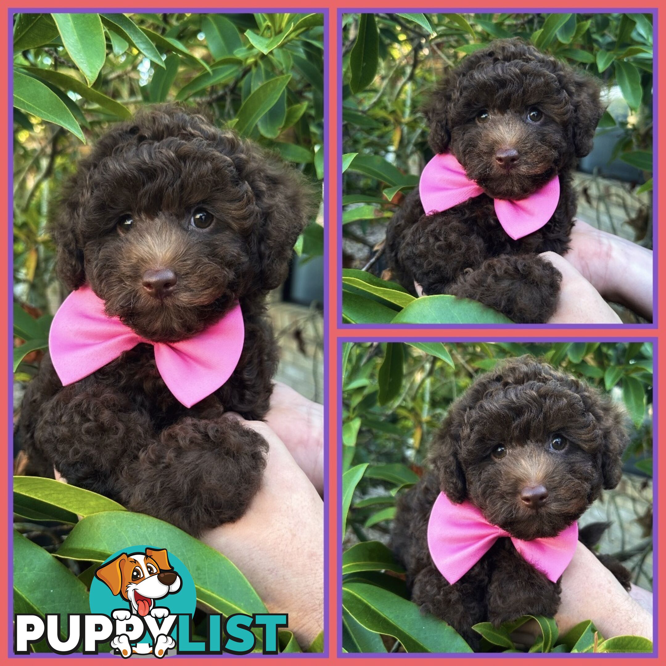 Poodle Pups-Chocolate Teddy Bears-DNA Clear