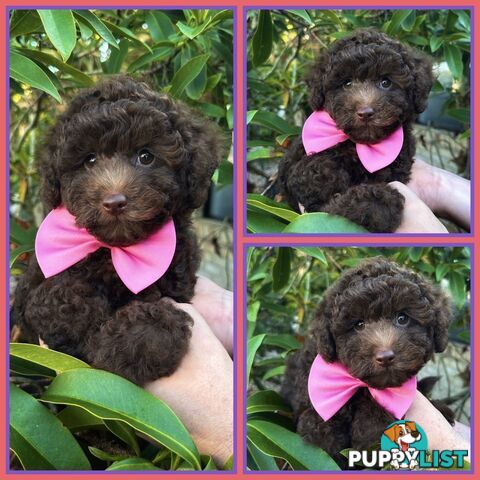 Poodle Pups-Chocolate Teddy Bears-DNA Clear