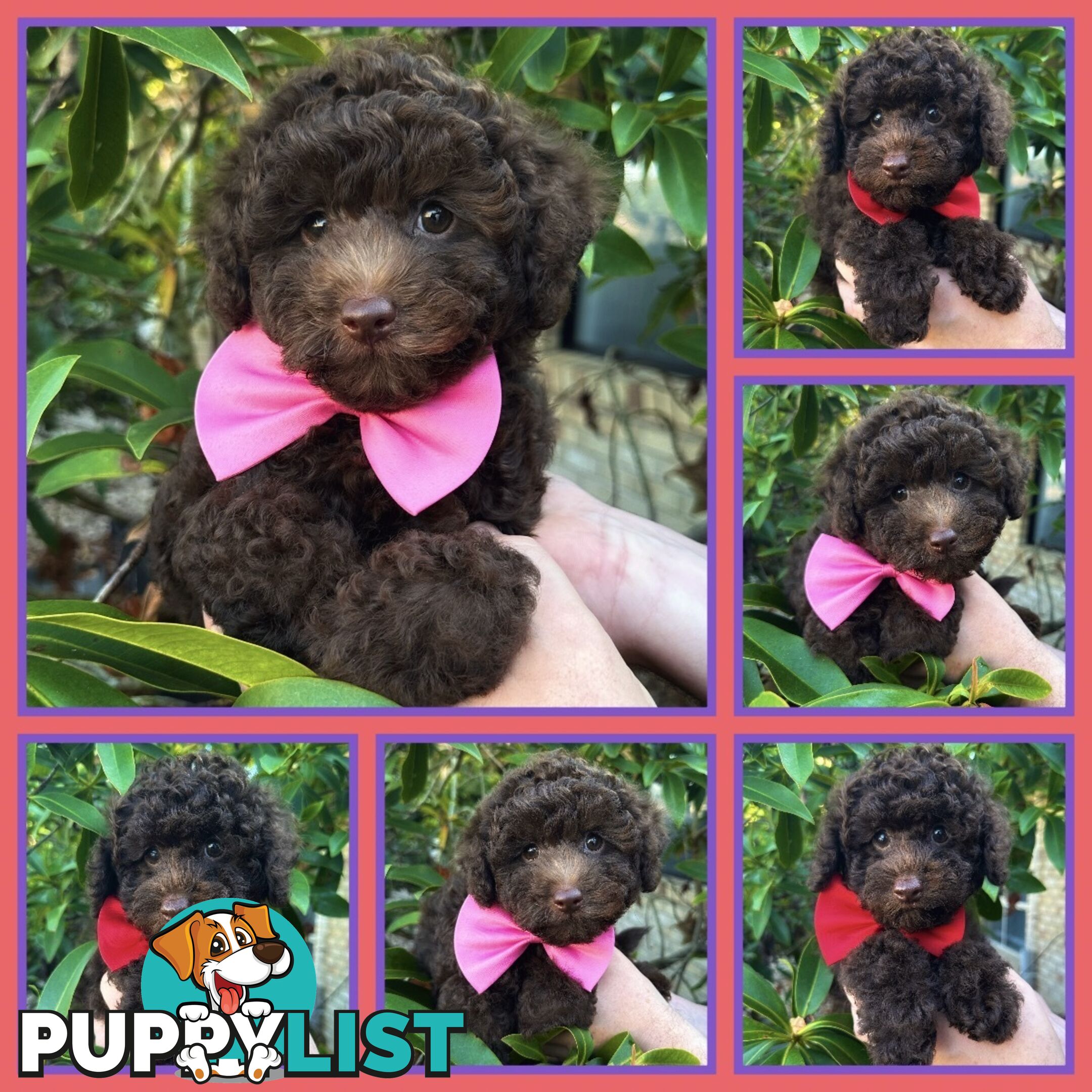 Poodle Pups-Chocolate Teddy Bears-DNA Clear