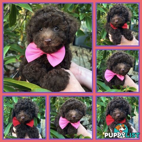 Poodle Pups-Chocolate Teddy Bears-DNA Clear