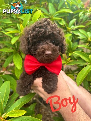 Poodle Pup-Chocolate Teddy Bear-DNA Clear QLD