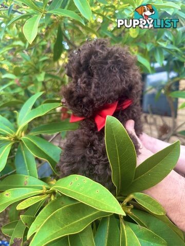 Poodle Pup-Chocolate Teddy Bear-DNA Clear QLD