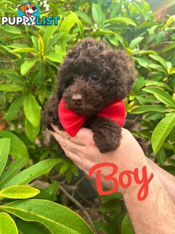 Poodle Pup-Chocolate Teddy Bear-DNA Clear