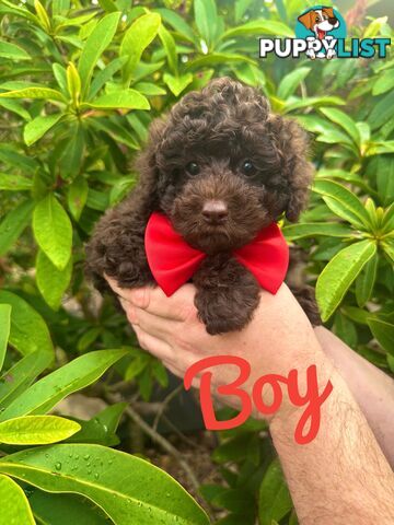 Poodle Pup-Chocolate Teddy Bear-DNA Clear