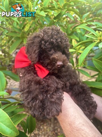 Poodle Pup-Chocolate Teddy Bear-DNA Clear QLD