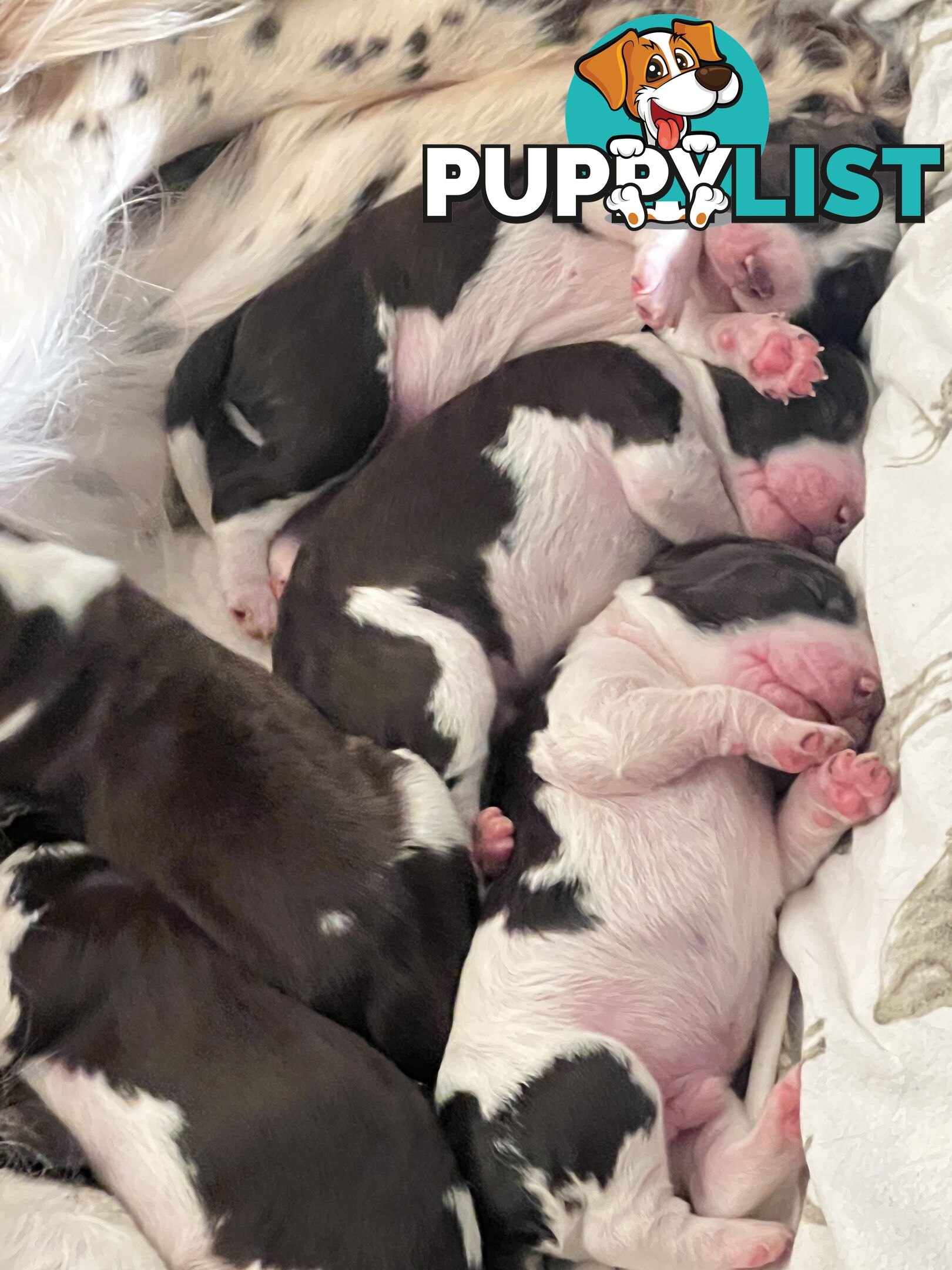 English Springer Spaniel pups