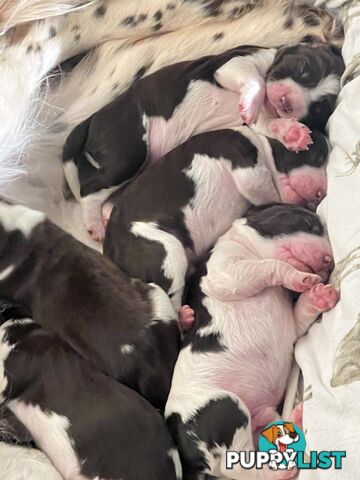 English Springer Spaniel pups