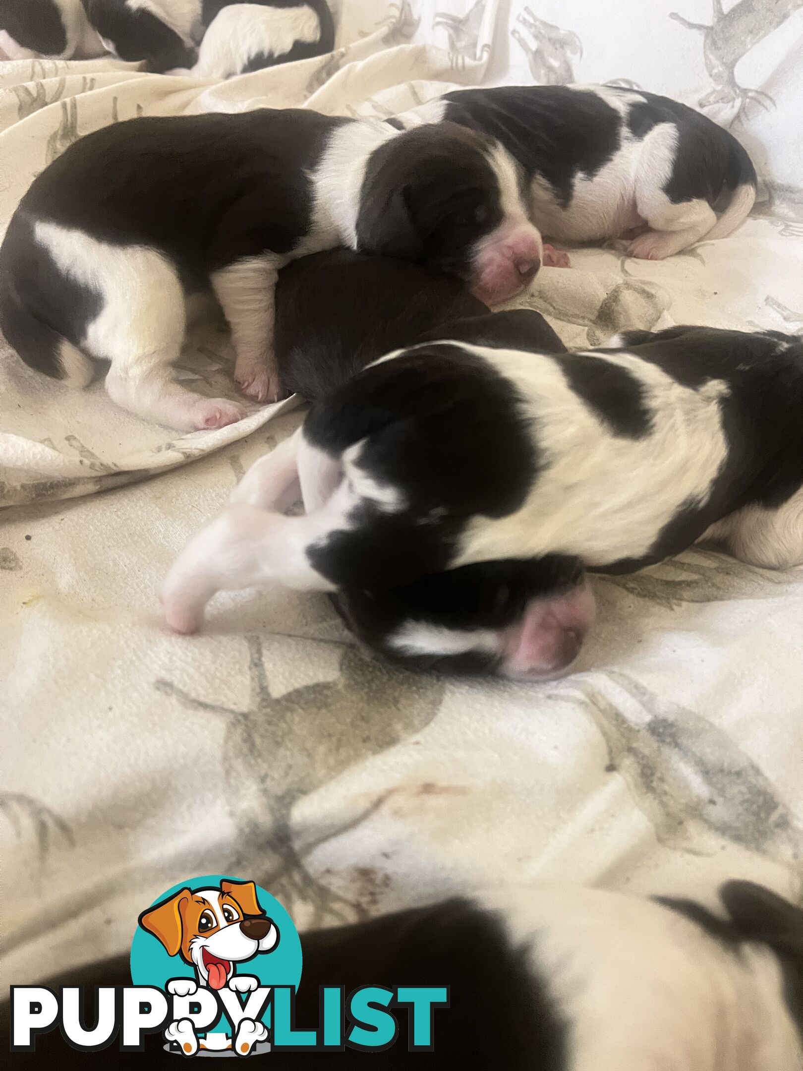 English Springer Spaniel pups