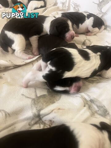 English Springer Spaniel pups