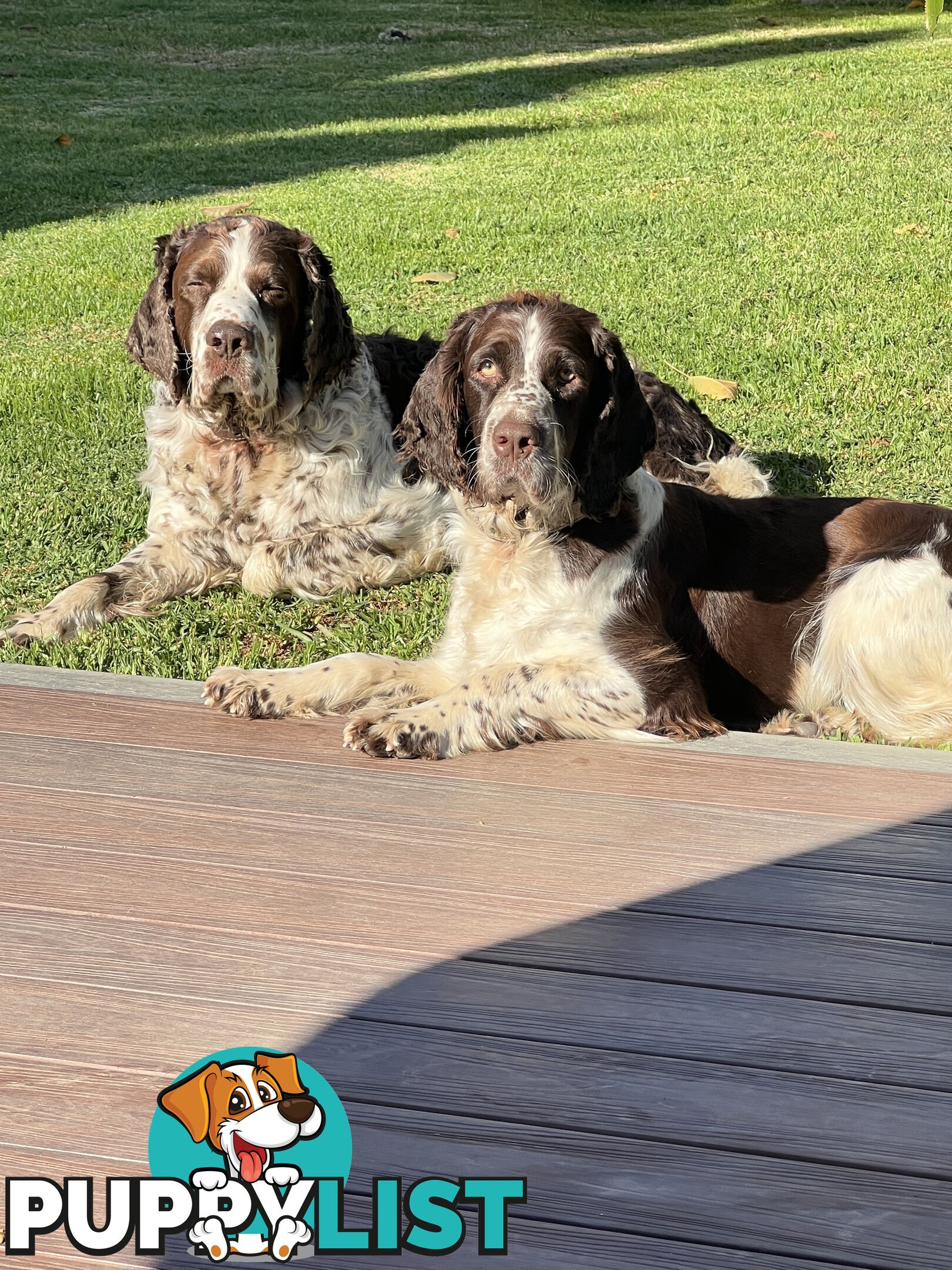 English Springer Spaniel pups