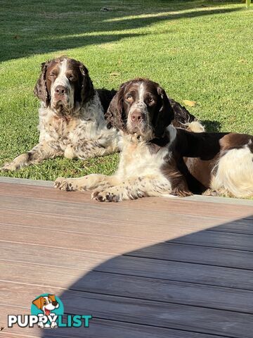 English Springer Spaniel pups