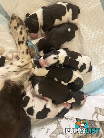 English Springer Spaniel pups