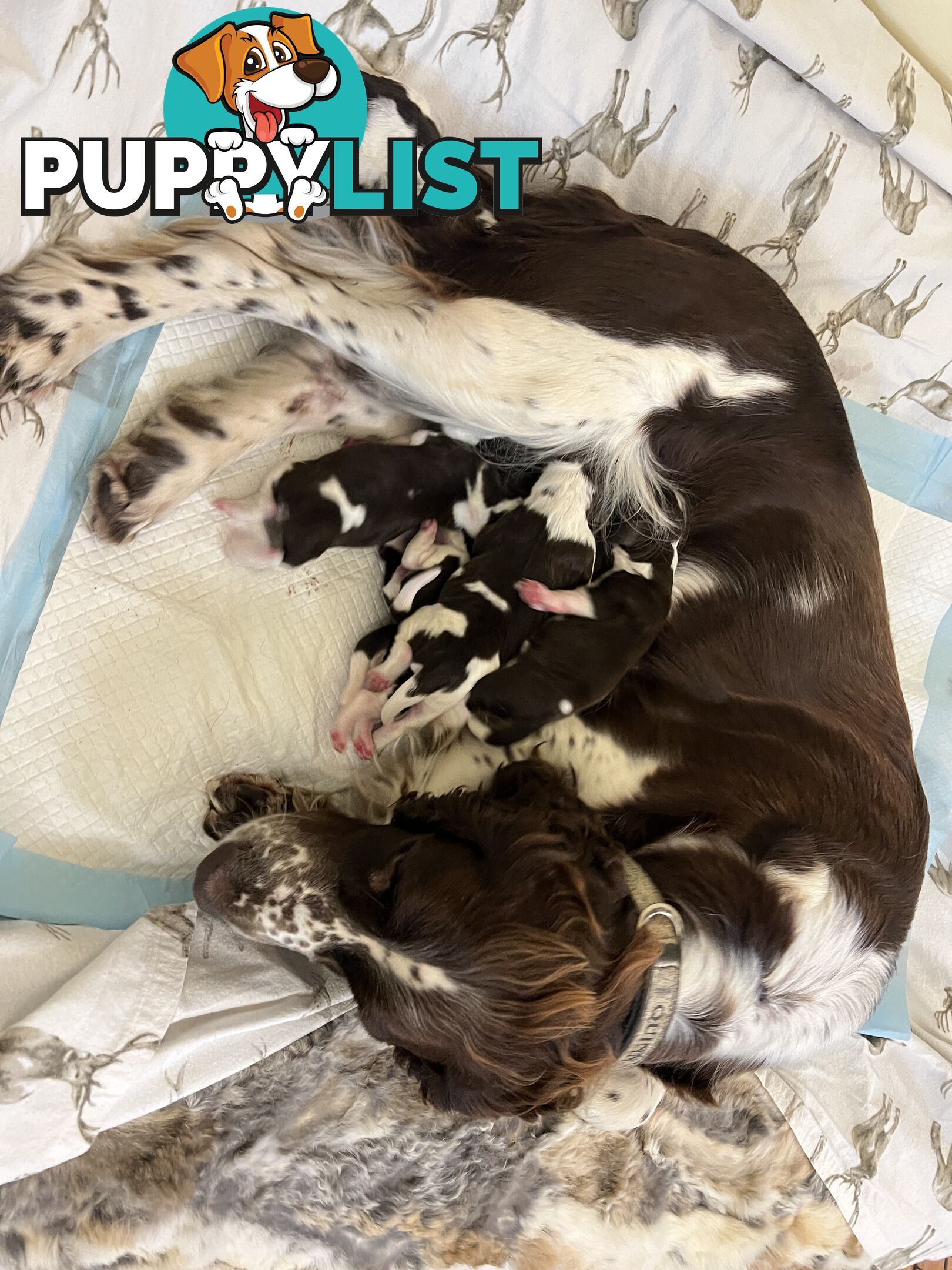 English Springer Spaniel pups